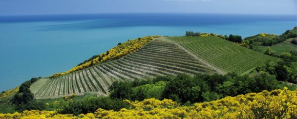 san-bartolo-gabicce-pinot-nero